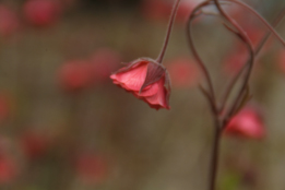 Geum rivale 'Leonard's Variety'Knikkend nagelkruid bestellen